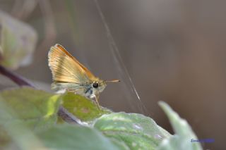 Siyah Antenli Zpzp (Thymelicus lineolus)