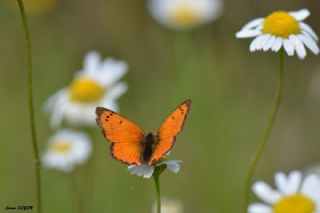 Osmanl Atei (Lycaena ottomanus)