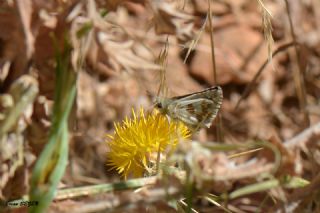 Alada Zpzp (Pyrgus aladaghensis)