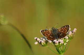 Kzl Zpzp (Spialia orbifer)