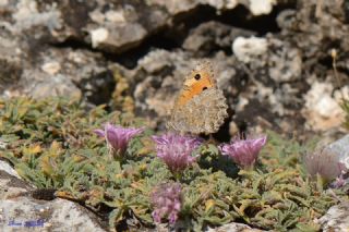 Anadolu Yalanccads (Pseudochazara anthelea)