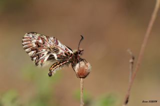 Gney Fistosu (Zerynthia polyxena)