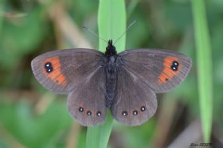 Mecnun Gzelesmeri (Erebia melancholica)