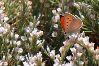 Da Atei (Lycaena thetis)