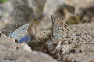 Doulu Esmergz (Plebejus carmon)