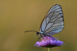 Al Beyaz (Aporia crataegi)