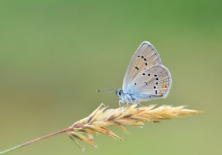 okgzl Gzel Mavi (Polyommatus bellis)