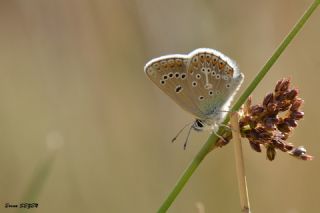 okgzl Geranium Mavisi (Polyommatus eumedon)