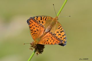 Gzel nci (Argynnis aglaja)