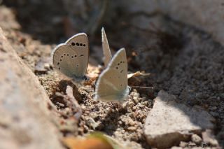 Anadolu Karagz Mavisi (Glaucopsyche astraea)