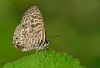 Mavi Zebra (Leptotes pirithous)