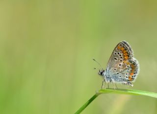 okgzl Esmer (Aricia agestis)
