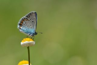 okgzl Mavi (Polyommatus icarus)