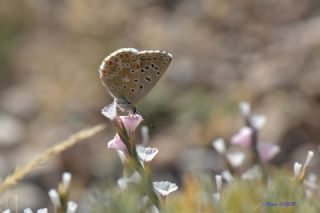 okgzl Gk Mavisi (Polyommatus bellargus)