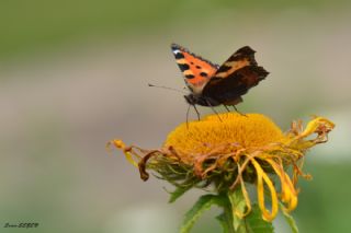 Aglais (Aglais urticae)