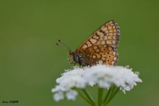 Nazuum (Euphydryas aurinia)