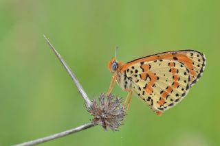 Benekli parhan (Melitaea didyma)