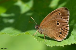 Halkack (Aphantopus hyperantus)