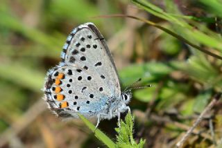 Benekli parhan (Melitaea didyma)