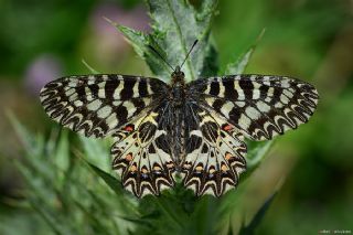 Gney Fistosu (Zerynthia polyxena)