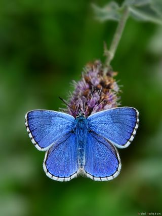 Himalaya Mavisi (Pseudophilotes vicrama)