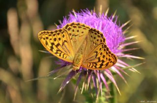 Bahadr (Argynnis pandora)