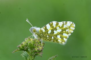 Da Oykls (Euchloe ausonia)