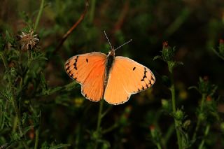 okgzl Anadolu Tyls (Polyommatus antidolus)