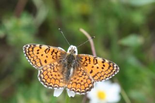 Apollo (Parnassius apollo)