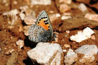 Kafkasya Gelincii (Tomares callimachus)