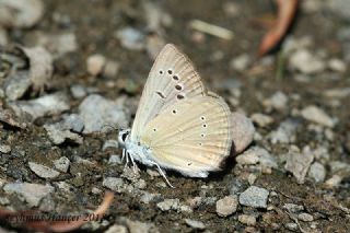 okgzl Anadolu Tyls (Polyommatus antidolus)