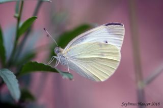 Kk Beyazmelek (Pieris rapae)