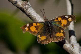 itlembik Kelebei (Libythea celtis)
