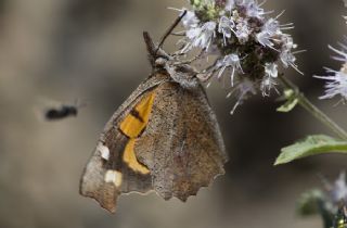 itlembik Kelebei (Libythea celtis)