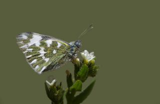 Yeni Beneklimelek (Pontia edusa)