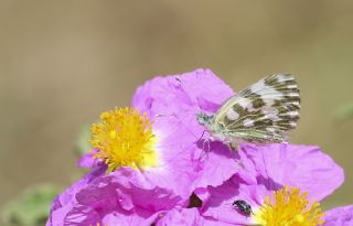 Yeni Beneklimelek (Pontia edusa)