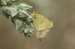 Sar Azamet (Colias croceus)