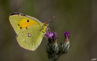 Sar Azamet (Colias croceus)