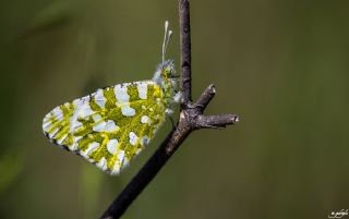 Da Oykls (Euchloe ausonia)