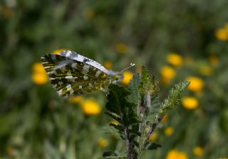 Da Oykls (Euchloe ausonia)