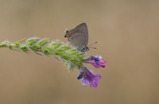 Byk Sevbeni (Satyrium ilicis)