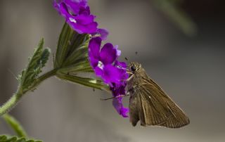 Beyaz illi Kara Zpzp (Pelopidas  thrax)