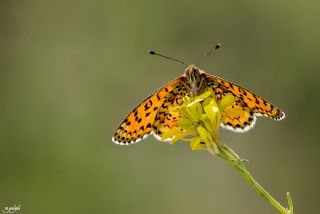 Gzel parhan (Melitaea trivia)