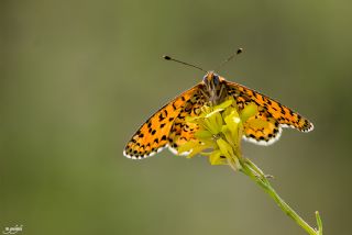 Gzel parhan (Melitaea syriaca)