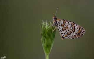 Gzel parhan (Melitaea syriaca)