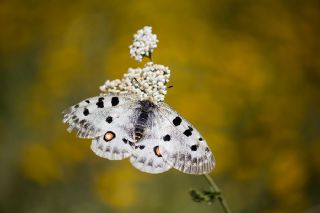 Apollo (Parnassius apollo)