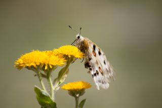 Apollo (Parnassius apollo)