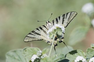 Erik Krlangkuyruk (Iphiclides podalirius)