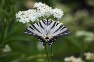 Erik Krlangkuyruk (Iphiclides podalirius)