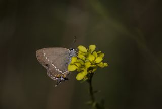 Sevbeni (Satyrium abdominalis)